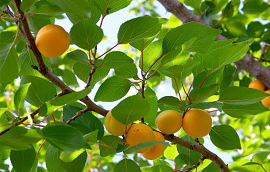 立夏吃個(gè)杏，到老沒有病